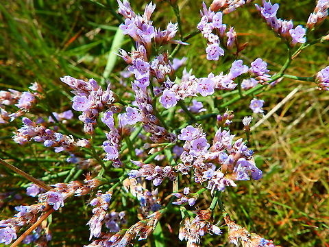 Sea Lavender - Limonium vulgare Seen in Het Zwin, nature reserve in Belgium (August 2020). Belgium,Geotagged,Limonium vulgare,Summer