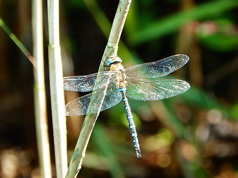 Migrant Hawker - Aeshna mixta Seen in Het Zwin, nature reserve in Belgium (August 2020).  Aeshna mixta,Belgium,Geotagged,Migrant Hawker,Summer