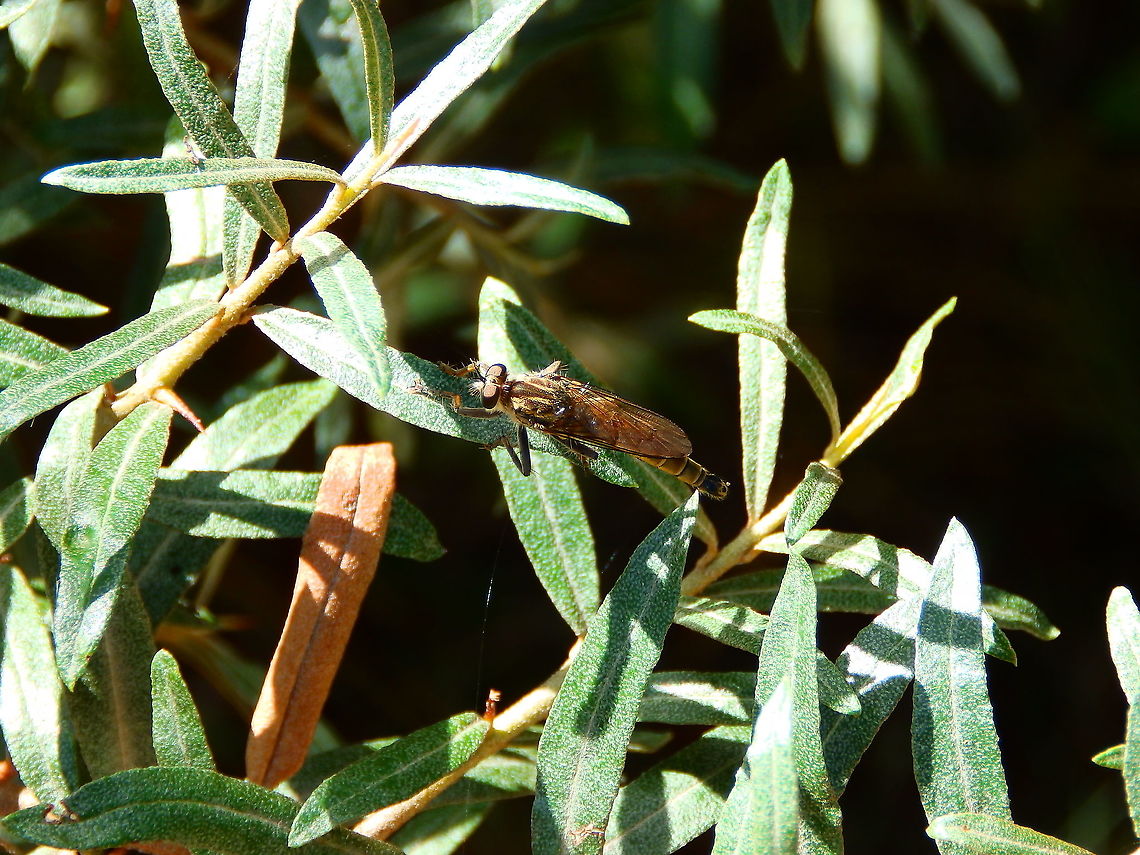 Downlooker snipefly - Rhagio scolopaceus Seen in Het Zwin, nature reserve in Belgium (August 2020).  Belgium,Downlooker snipefly,Geotagged,Rhagio scolopaceus,Summer