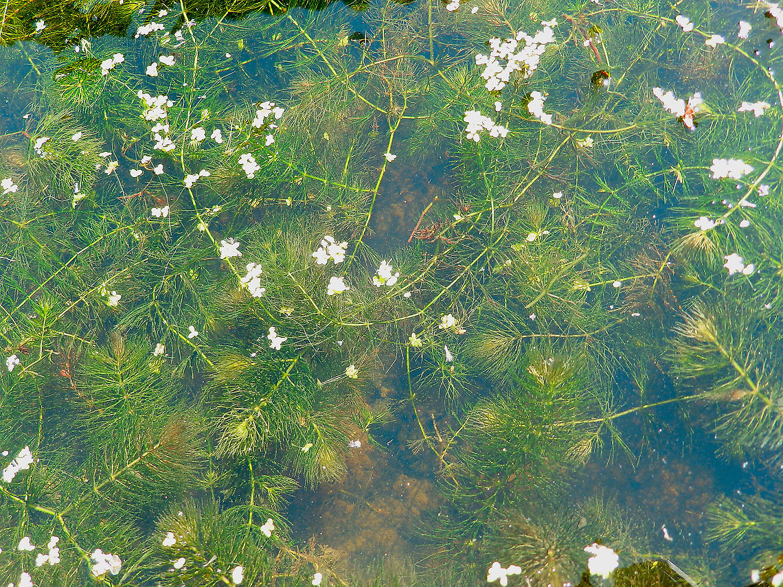 Myriophyllum spicatum Seen in Het Zwin, nature reserve in Belgium (August 2020).  Belgium,Geotagged,Myriophyllum spicatum,Summer