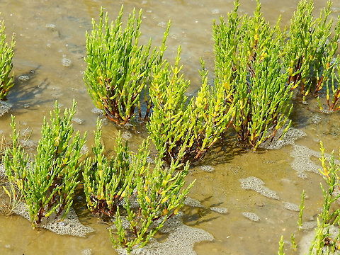 Common Glasswort - Salicornia europaea Seen in Het Zwin, nature reserve in Belgium (August 2020).  Belgium,Common Glasswort,Geotagged,Salicornia europaea,Summer
