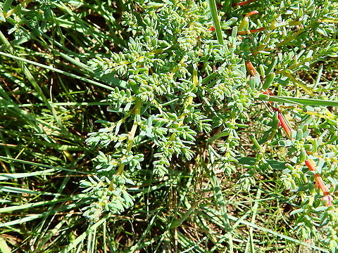 Suadea maritima Seen in Het Zwin, nature reserve in Belgium (August 2020).  Belgium,Geotagged,Suadea maritima,Suaeda maritima,Summer