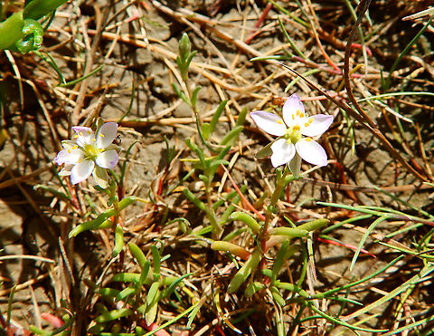 Salt Sandspurry - Spergularia marina Seen in Het Zwin, nature reserve in Belgium (August 2020).  Belgium,Geotagged,Salt Sandspurry,Spergularia marina,Summer
