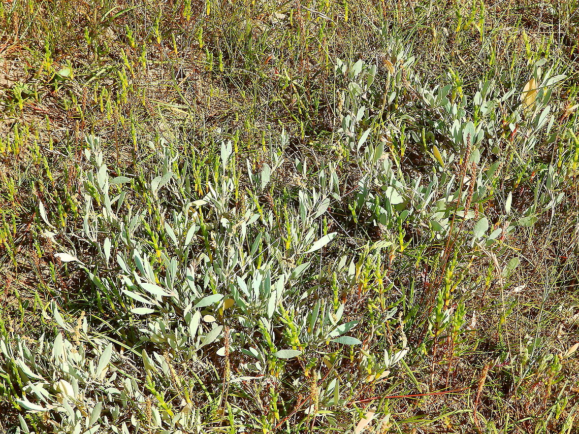 Sea-Purslane - Halimione portulacoides Seen in Het Zwin, nature reserve in Belgium (August 2020).  Atriplex portulacoides,Belgium,Geotagged,Sea-Purslane,Summer