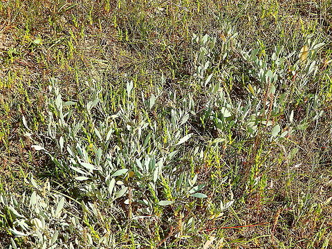 Sea-Purslane - Halimione portulacoides Seen in Het Zwin, nature reserve in Belgium (August 2020).  Atriplex portulacoides,Belgium,Geotagged,Sea-Purslane,Summer