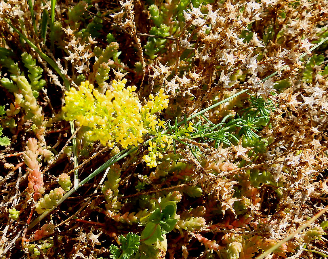,Lady's bedstraw - Galium verum Seen in Het Zwin, nature reserve in Belgium (August 2020).  Belgium,Galium verum,Geotagged,Lady's bedstraw,Summer