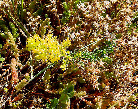 ,Lady's bedstraw - Galium verum Seen in Het Zwin, nature reserve in Belgium (August 2020).  Belgium,Galium verum,Geotagged,Lady's bedstraw,Summer