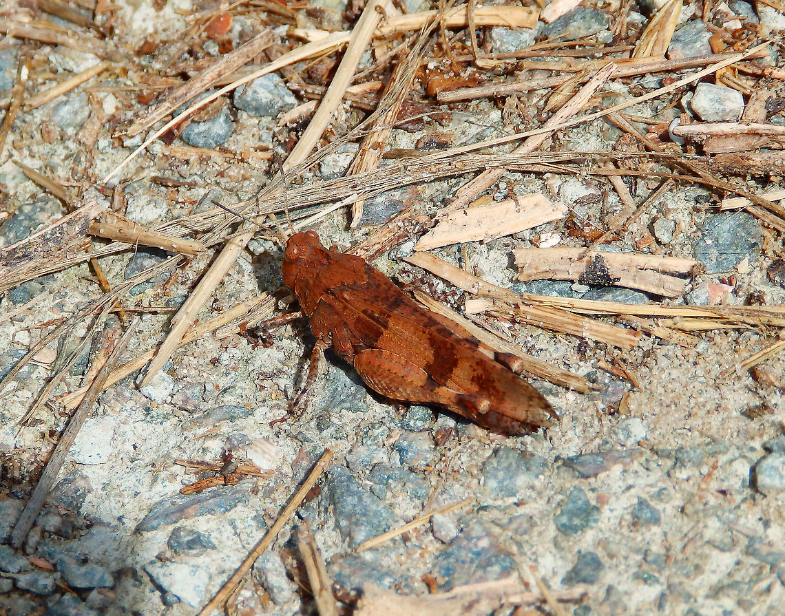 Blue-winged grasshopper - Oedipoda_caerulescens Seen in Het Zwin, nature reserve in Belgium (August 2020).  Belgium,Geotagged,Oedipoda caerulescens,Summer