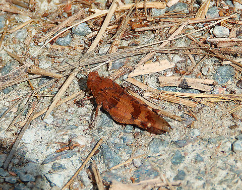 Blue-winged grasshopper - Oedipoda_caerulescens Seen in Het Zwin, nature reserve in Belgium (August 2020).  Belgium,Geotagged,Oedipoda caerulescens,Summer