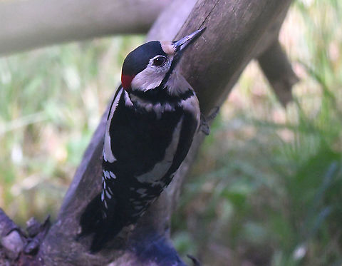 Great spotted woodpecker - Dendrocopus major Seen in Het Zwin, nature reserve in Belgium (August 2020).  Belgium,Dendrocopos major,Geotagged,Great spotted woodpecker,Summer