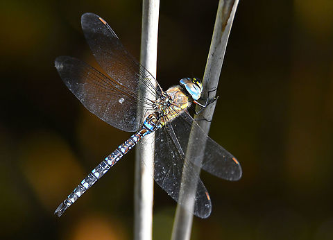 Migrant Hawker - Aeshna mixta Seen in Het Zwin, nature reserve in Belgium (August 2020).  Aeshna mixta,Belgium,Geotagged,Migrant Hawker,Summer