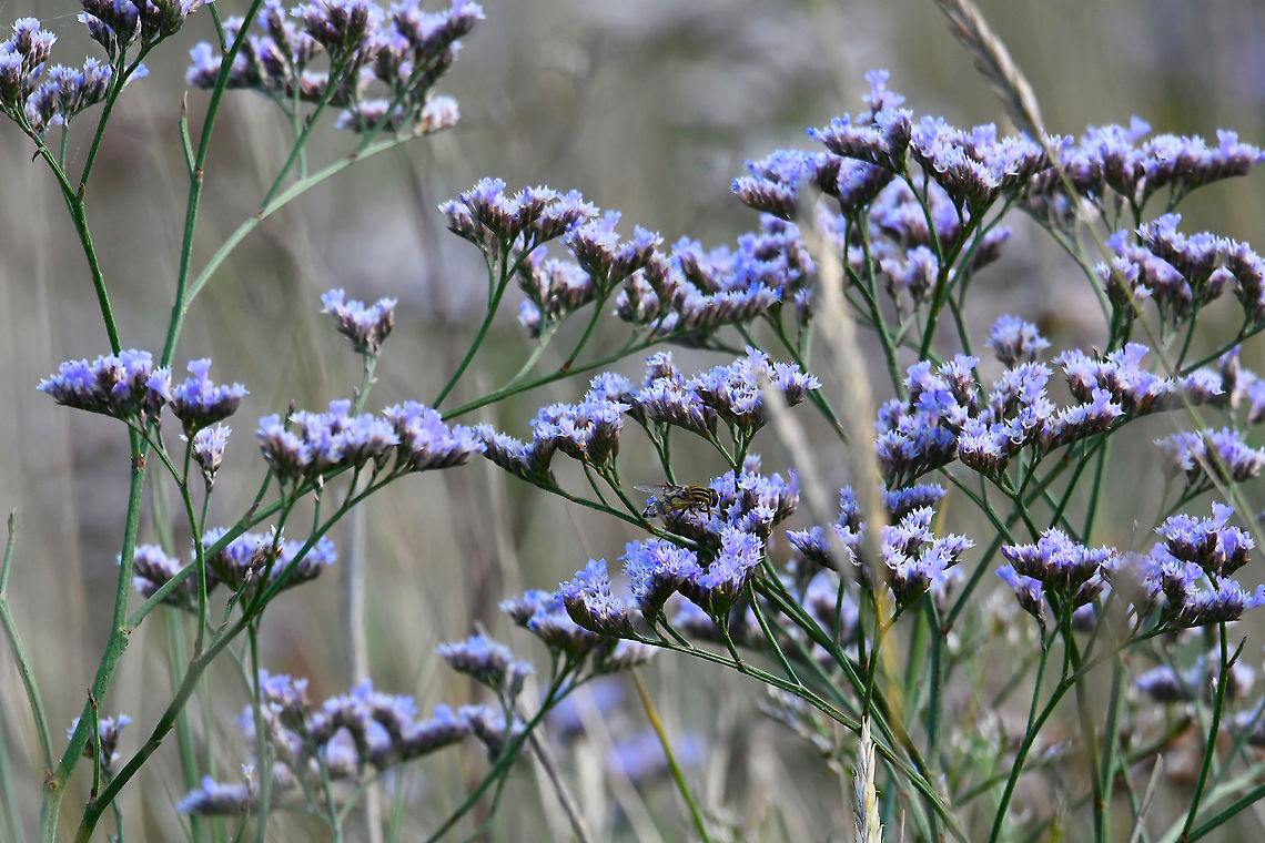 Sea Lavender - Limonium vulgare Seen in Het Zwin, nature reserve in Belgium (August 2020).  Belgium,Geotagged,Limonium vulgare,Summer