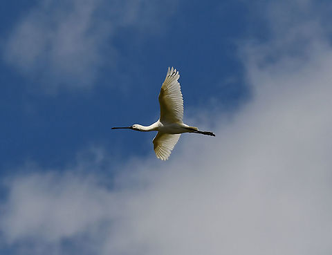 Eurasian Spoonbill  - Platalea leucorodia Seen in Het Zwin, nature reserve in Belgium (August 2020).  Belgium,Eurasian Spoonbill,Geotagged,Platalea leucorodia,Summer