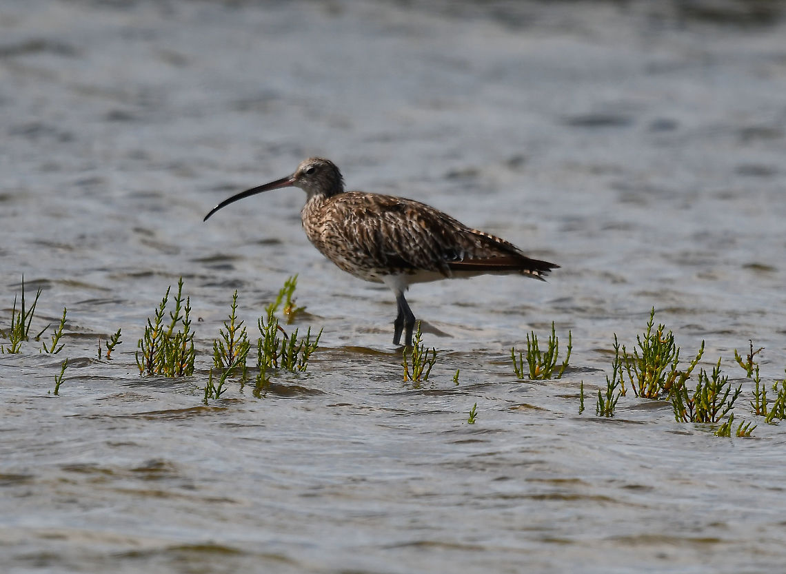 Belgium,Eurasian Curlew - Numenius arquata Seen in Het Zwin, nature reserve in Belgium (August 2020).  Belgium,Eurasian Curlew,Geotagged,Numenius arquata,Summer