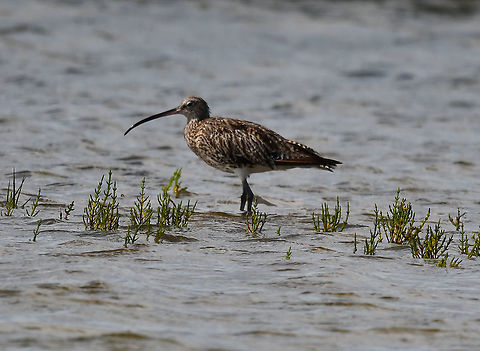 Belgium,Eurasian Curlew - Numenius arquata Seen in Het Zwin, nature reserve in Belgium (August 2020).  Belgium,Eurasian Curlew,Geotagged,Numenius arquata,Summer