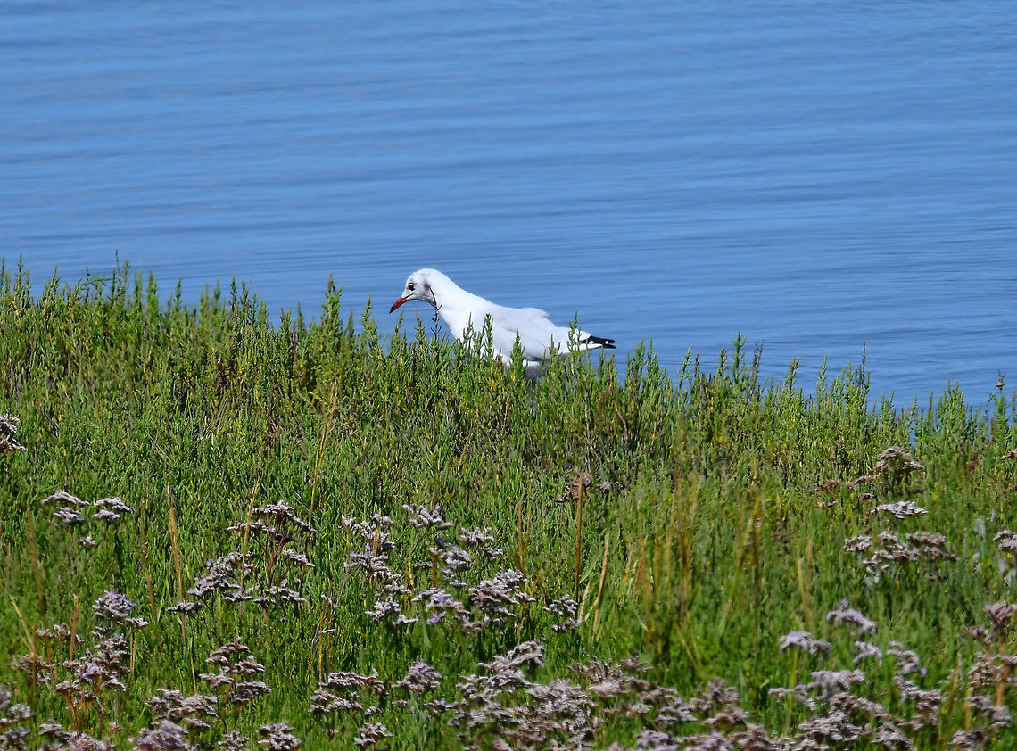 Black-headed gull - Chroicocephalus ridibundus Seen in Het Zwin, nature reserve in Belgium (August 2020).  Belgium,Black-headed gull,Chroicocephalus ridibundus,Geotagged,Summer