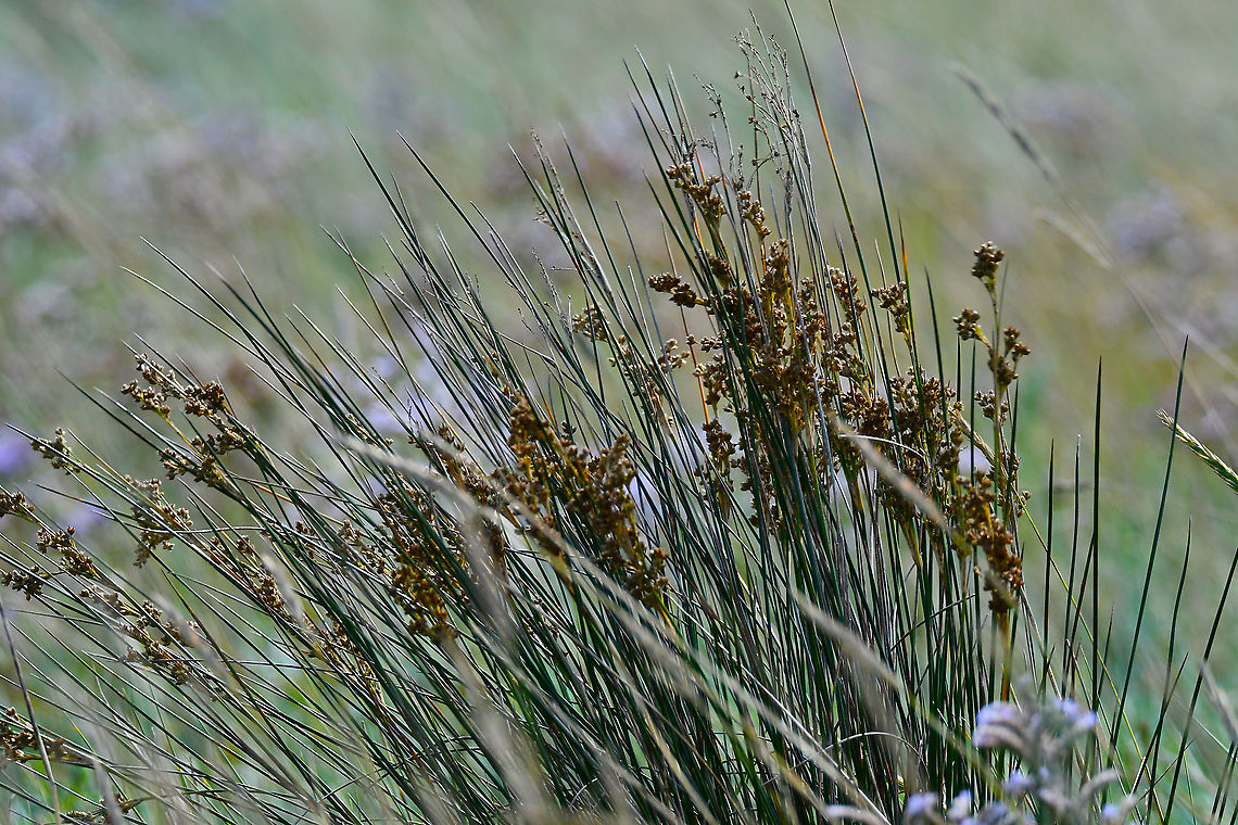 Sea rush - Juncus maritimus Seen in Het Zwin, nature reserve in Belgium (August 2020).  Belgium,Geotagged,Juncus maritimus,Summer