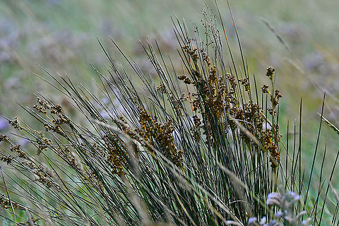 Sea rush - Juncus maritimus Seen in Het Zwin, nature reserve in Belgium (August 2020).  Belgium,Geotagged,Juncus maritimus,Summer