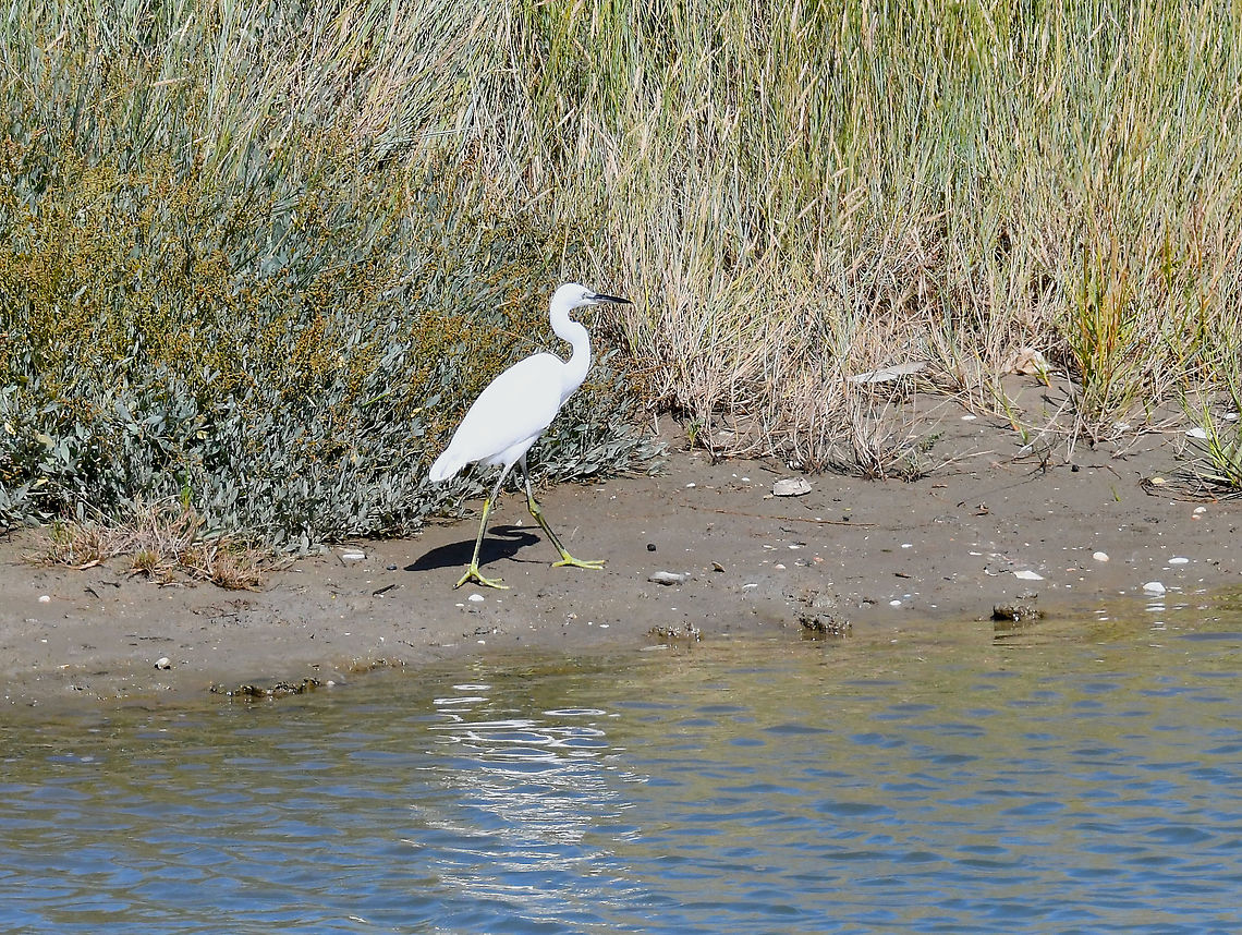 Little Egret - Egretta_garzetta Seen in Het Zwin, nature reserve in Belgium (August 2020).  Belgium,Egretta garzetta,Geotagged,Little Egret,Summer