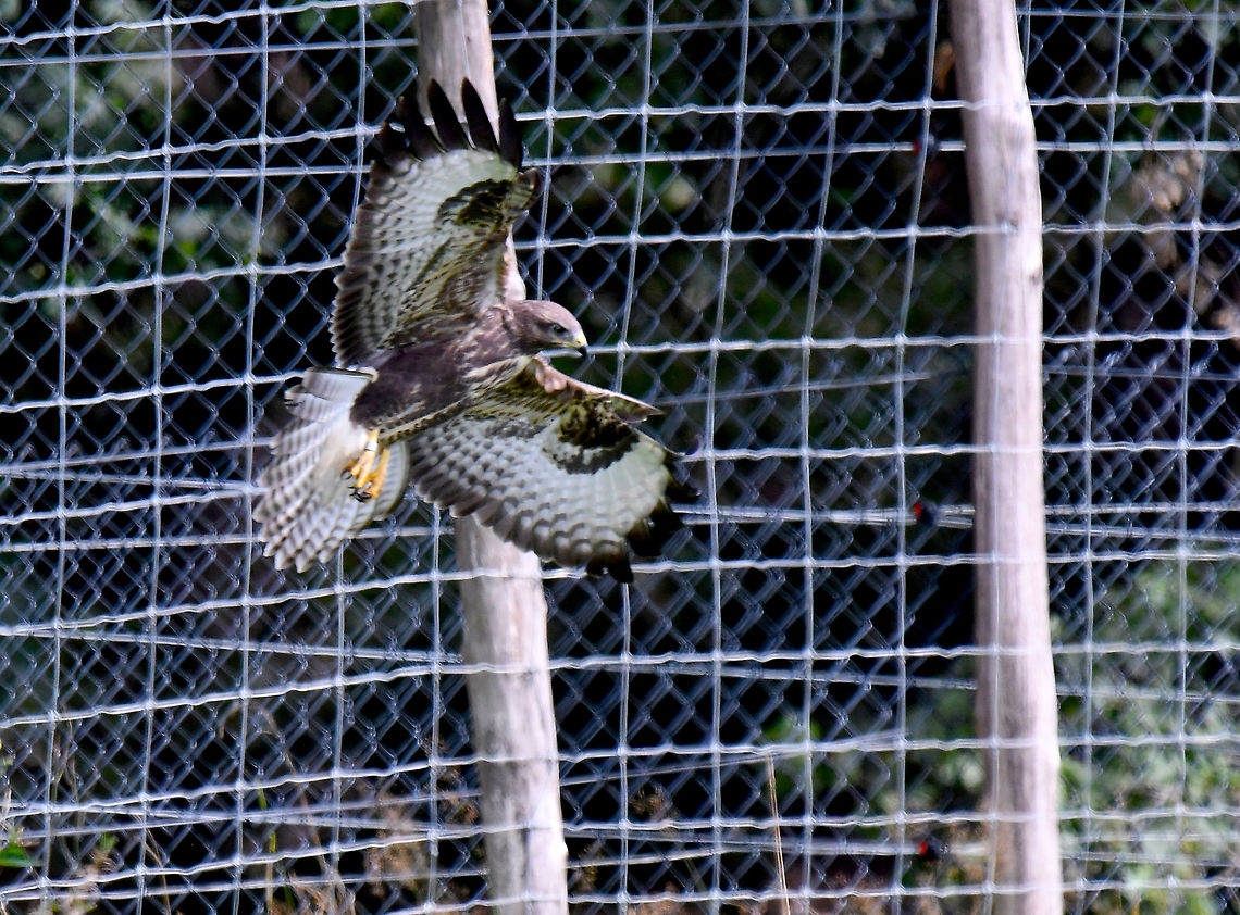 common buzzard - Buteo buteo Wild bird, not part of the nature rserve that was seen flying in the nearby pastures.<br />
Forestia, animal park located in Spa, Belgium, in August 2020.  Belgium,Buteo buteo,Common buzzard,Geotagged,Summer