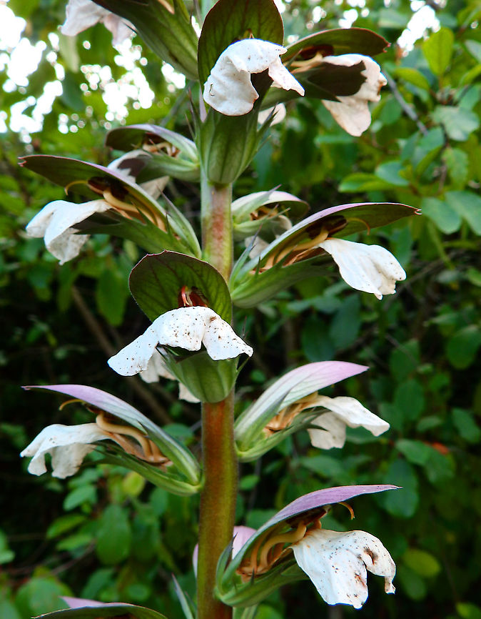 Bear's breeches - Acanthus mollis Gardens former gothic abbey Villers La Ville, Aug 2020.<br />
Traditionally it was used as a treatment for dislocated joints and for burns. Acanthus mollis,Bear's breeches,Belgium,Geotagged,Summer