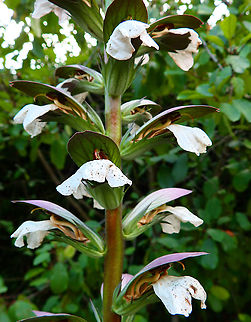 Bear's breeches - Acanthus mollis Gardens former gothic abbey Villers La Ville, Aug 2020.
Traditionally it was used as a treatment for dislocated joints and for burns. Acanthus mollis,Bear's breeches,Belgium,Geotagged,Summer
