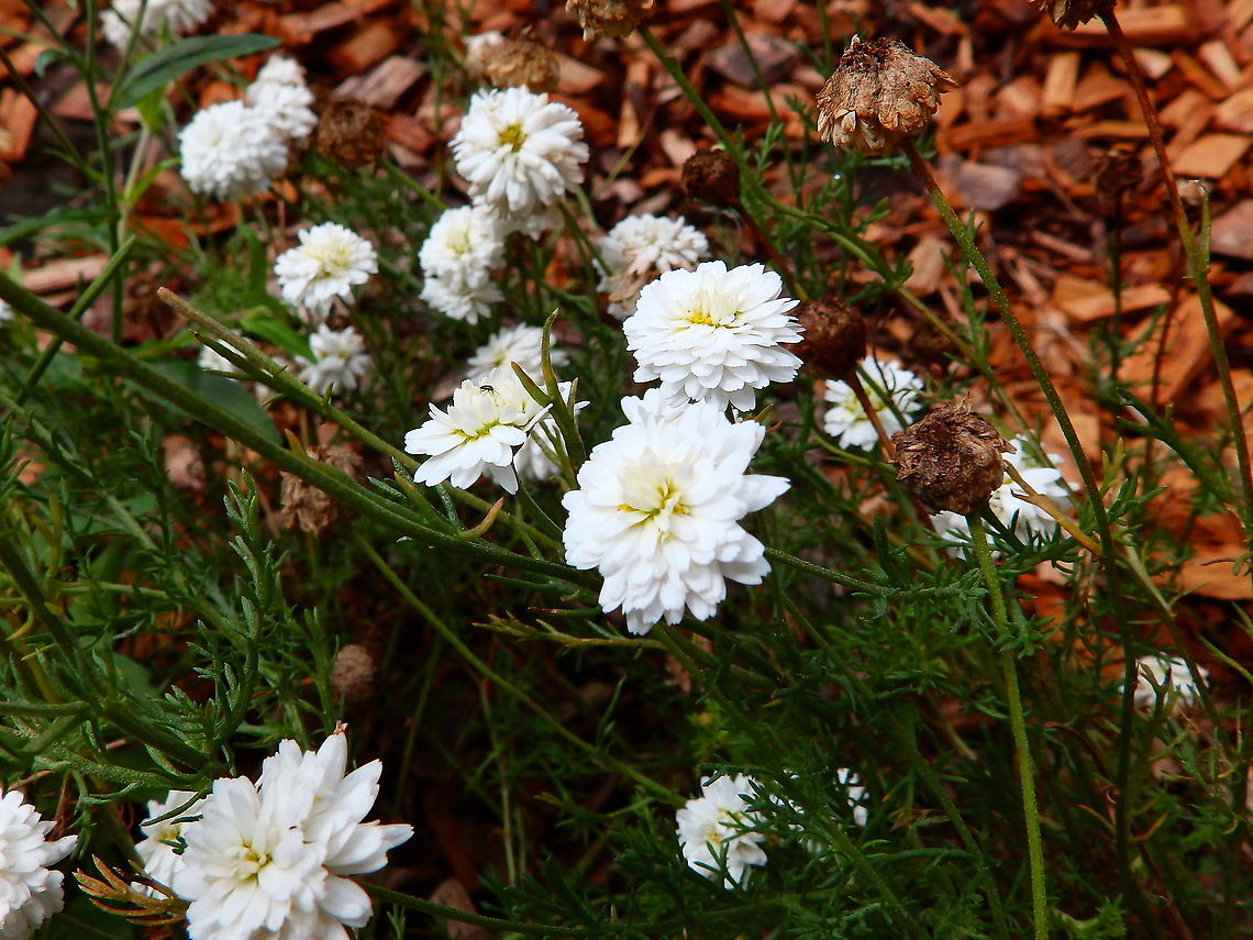 Chamomile - Chamaemelum nobile Ligulosum Gardens former gothic abbey Villers La Ville, Aug 2020.<br />
The leaves are used as an insect repellent.  Belgium,Chamaemelum nobile,Chamomile,Geotagged,Summer