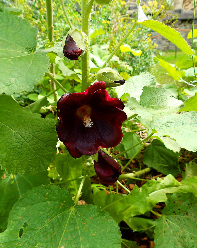 Hollyhock - Alcea rosea Gardens former gothic abbey Villers La Ville, Aug 2020.<br />
The flowers are demulcent, diuretic and emollient. They are useful in the treatment of chest complaints, and a decoction is used to improve blood circulation, for the treatment of constipation, dysmenorrhoea, haemorrhage etc. Alcea rosea,Belgium,Geotagged,Hollyhock,Summer