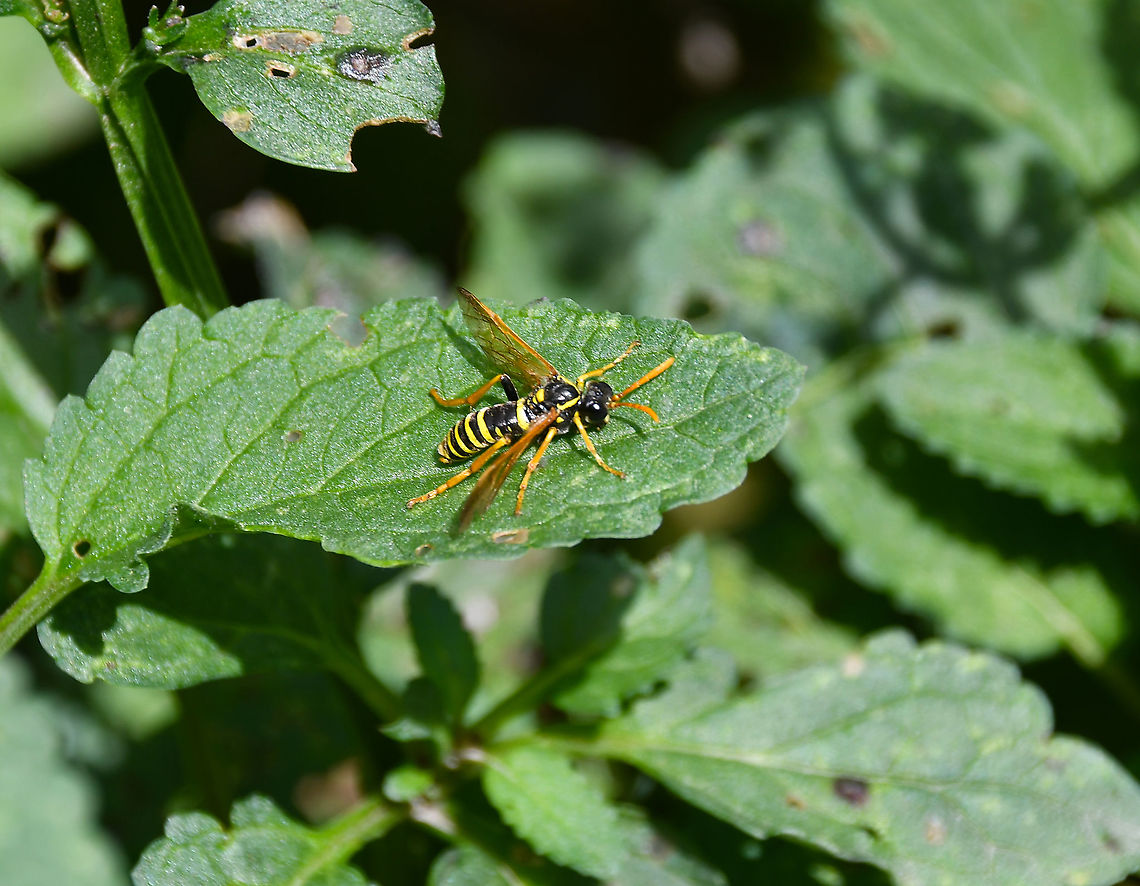 Figwort Sawfly - Tenthredo scrophulariae Gardens former gothic abbey Villers La Ville, Aug 2020. Belgium,Figwort Sawfly,Geotagged,Summer,Tenthredo scrophulariae