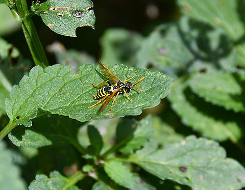 Figwort Sawfly - Tenthredo scrophulariae Gardens former gothic abbey Villers La Ville, Aug 2020. Belgium,Figwort Sawfly,Geotagged,Summer,Tenthredo scrophulariae