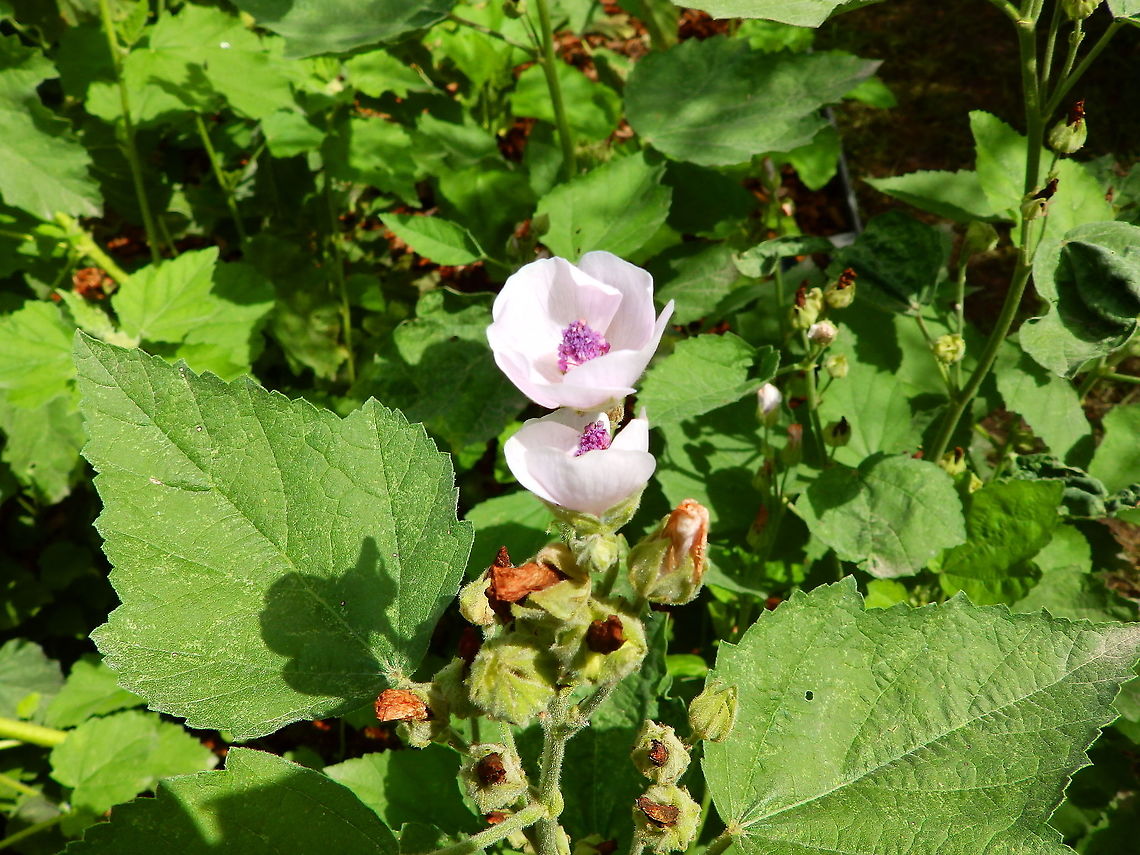 Marshmallow - Althaea officinalis Gardens former gothic abbey Villers La Ville, Aug 2020.<br />
Marshmallow was sometimes used to form a protective layer on the skin and lining of the digestive tract. It also contains chemicals that might decrease cough and fight infections. Althaea officinalis,Belgium,Geotagged,Summer