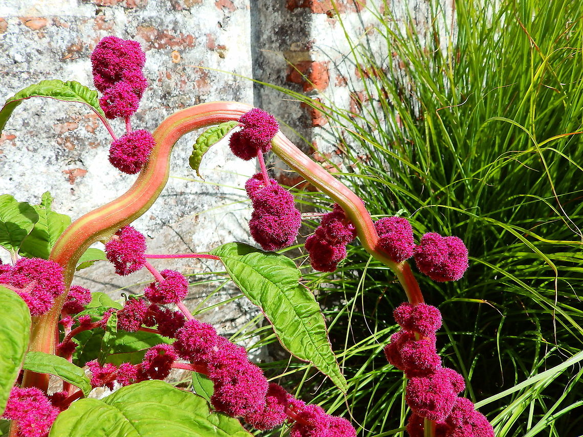 Love-lies-bleeding - Amaranthus caudatus Gardens former gothic abbey Villers La Ville, Aug 2020.<br />
Used for the treatment of various ailments such as diabetes mellitus, cancer, malaria, hypercholesterolemia, atherosclerosis, helminthic and bacterial infections, inflammation, hepatic diseases and cardiovascular complications. Amaranthus caudatus,Belgium,Geotagged,Love-lies-bleeding,Summer