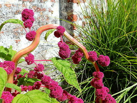 Love-lies-bleeding - Amaranthus caudatus Gardens former gothic abbey Villers La Ville, Aug 2020.
Used for the treatment of various ailments such as diabetes mellitus, cancer, malaria, hypercholesterolemia, atherosclerosis, helminthic and bacterial infections, inflammation, hepatic diseases and cardiovascular complications. Amaranthus caudatus,Belgium,Geotagged,Love-lies-bleeding,Summer