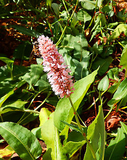 European bistort - Bistorta officinalis Gardens former gothic abbey Villers La Ville, Aug 2020.
Bistort rhizome (Bistorta officinalis) is a traditionally used plant material popular in Europe and Asia in the treatment of diarrhea and as a topical agent for skin conditions. Belgium,Bistorta officinalis,European bistort,Geotagged,Summer