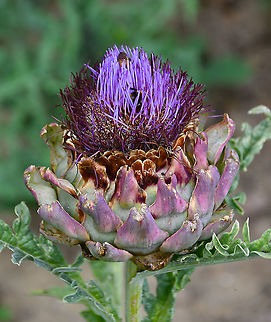 Artichoke - Cynara cardunculus var. scolymus Gardens former gothic abbey Villers La Ville, Aug 2020. Belgium,Cardoon,Cynara cardunculus,Geotagged,Summer
