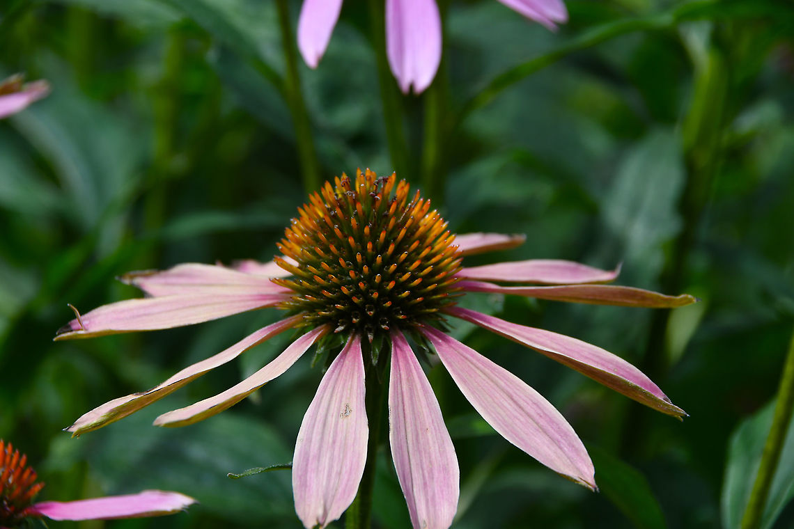 Echinacea purpurea Gardens former gothic abbey Villers La Ville, Aug 2020. <br />
Echinacea has been used for virus infections such as the common cold and flu. It is used to strengthen the immune system. It has also been used for returning vaginal fungal infections (&quot;yeast infections&quot;) along with antifungal products applied to the vaginal area. Belgium,Echinacea purpurea,Geotagged,Summer