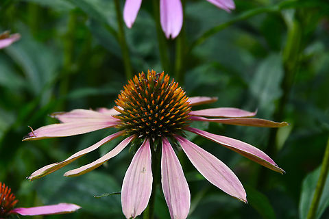 Echinacea purpurea Gardens former gothic abbey Villers La Ville, Aug 2020. 
Echinacea has been used for virus infections such as the common cold and flu. It is used to strengthen the immune system. It has also been used for returning vaginal fungal infections ("yeast infections") along with antifungal products applied to the vaginal area. Belgium,Echinacea purpurea,Geotagged,Summer