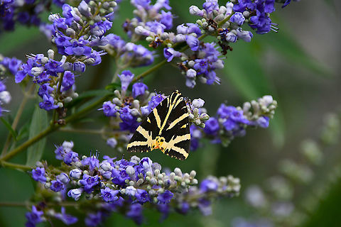 Jersey tiger - Euplagia quadripunctaria Gardens former gothic abbey Villers La Ville, Aug 2020.  Belgium,Euplagia quadripunctaria,Geotagged,Jersey tiger,Summer
