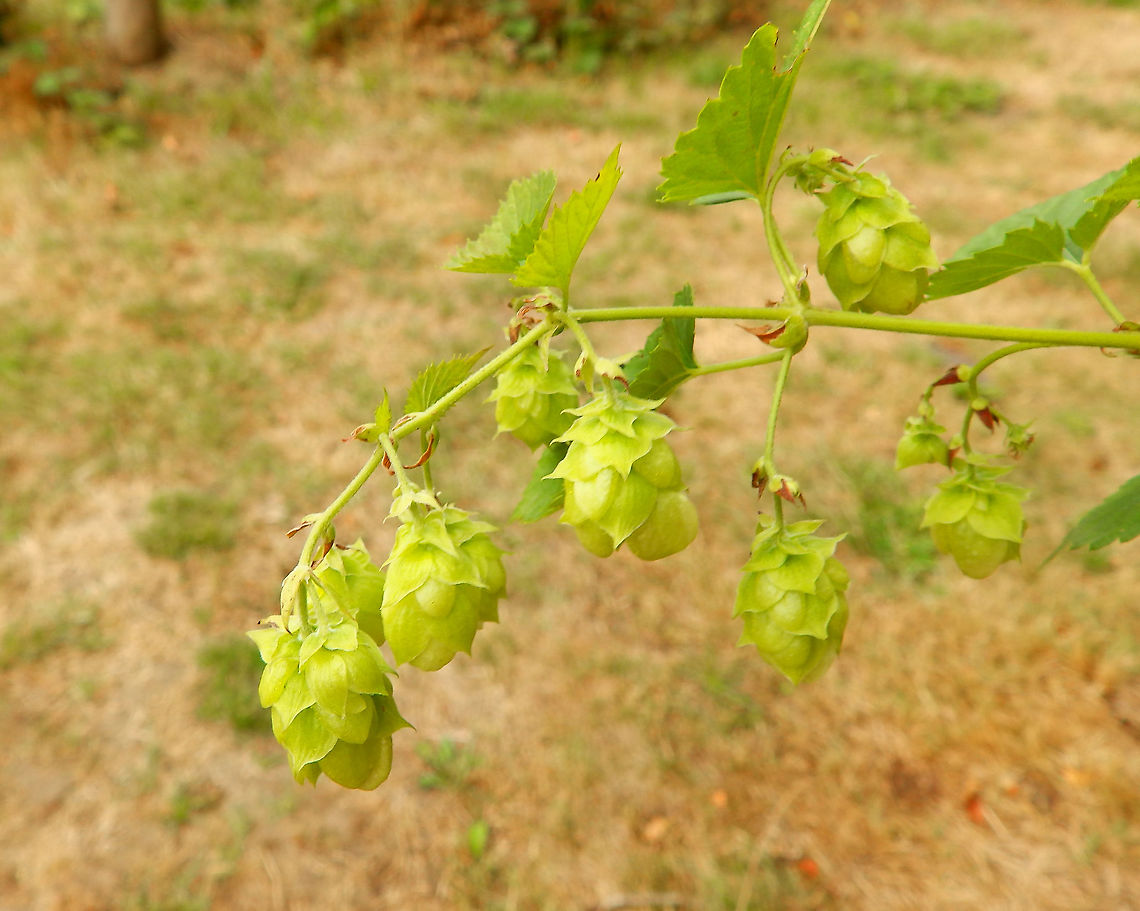 Common hop - Humulus lupulus Gardens former gothic abbey Villers La Ville, Aug 2020. <br />
Beer ingredient. Belgium,Common hop,Geotagged,Humulus lupulus,Summer