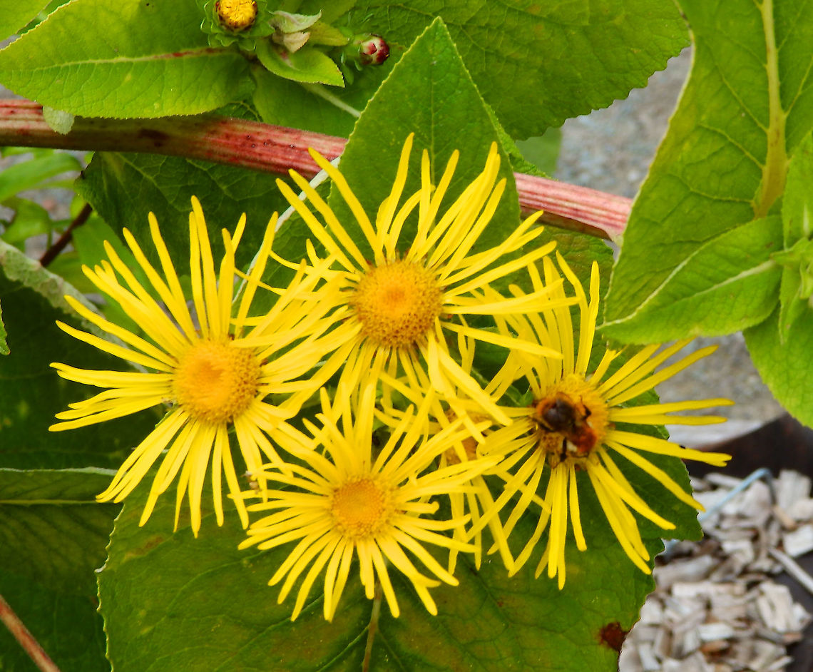 Elecampane - Inula helenium Gardens former gothic abbey Villers La Ville, Aug 2020. <br />
It is used in any chronic lung condition as a trophorestorative. It acts as a warming expectorant, and is anti-inflammatory, immunostimulatory and somewhat sedating overall, is most indicated in irritating bronchial coughs (astham, TB, whooping cough, croup), especially in children or the elderly. Belgium,Elecampane,Geotagged,Inula helenium,Summer