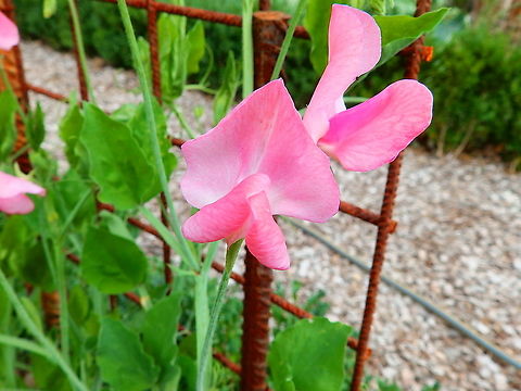 Sweet pea - Lathyrus odoratus Gardens former gothic abbey Villers La Ville, Aug 2020.  Belgium,Geotagged,Lathyrus odoratus,Summer,Sweet pea