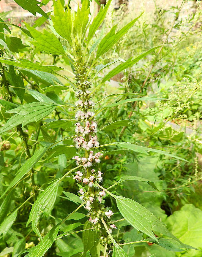 Motherwort - Leonurus cardiaca Gardens former gothic abbey Villers La Ville, Aug 2020. <br />
Leonurus cardiaca L. (motherwort) is a perennial herb, native to Asia and southeastern Europe, with widespread global occurrence in present days. The plant was historically used as cardiotonic and for treating gynaecological afflictions (such as amenorrhea, dysmenorrhea, menopausal anxiety, or postpartum depression). Belgium,Geotagged,Leonurus cardiaca,Summer