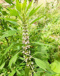 Motherwort - Leonurus cardiaca Gardens former gothic abbey Villers La Ville, Aug 2020. 
Leonurus cardiaca L. (motherwort) is a perennial herb, native to Asia and southeastern Europe, with widespread global occurrence in present days. The plant was historically used as cardiotonic and for treating gynaecological afflictions (such as amenorrhea, dysmenorrhea, menopausal anxiety, or postpartum depression). Belgium,Geotagged,Leonurus cardiaca,Summer