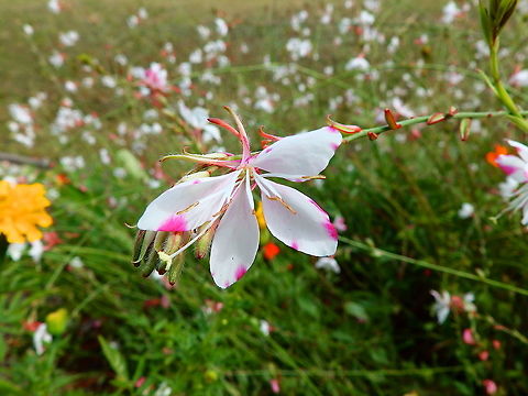 Lindheimer's beeblossom - Oenothera lindheimeri Gardens former gothic abbey Villers La Ville, Aug 2020. 
Ornamental. Belgium,Geotagged,Lindheimer's beeblossom,Oenothera lindheimeri,Summer