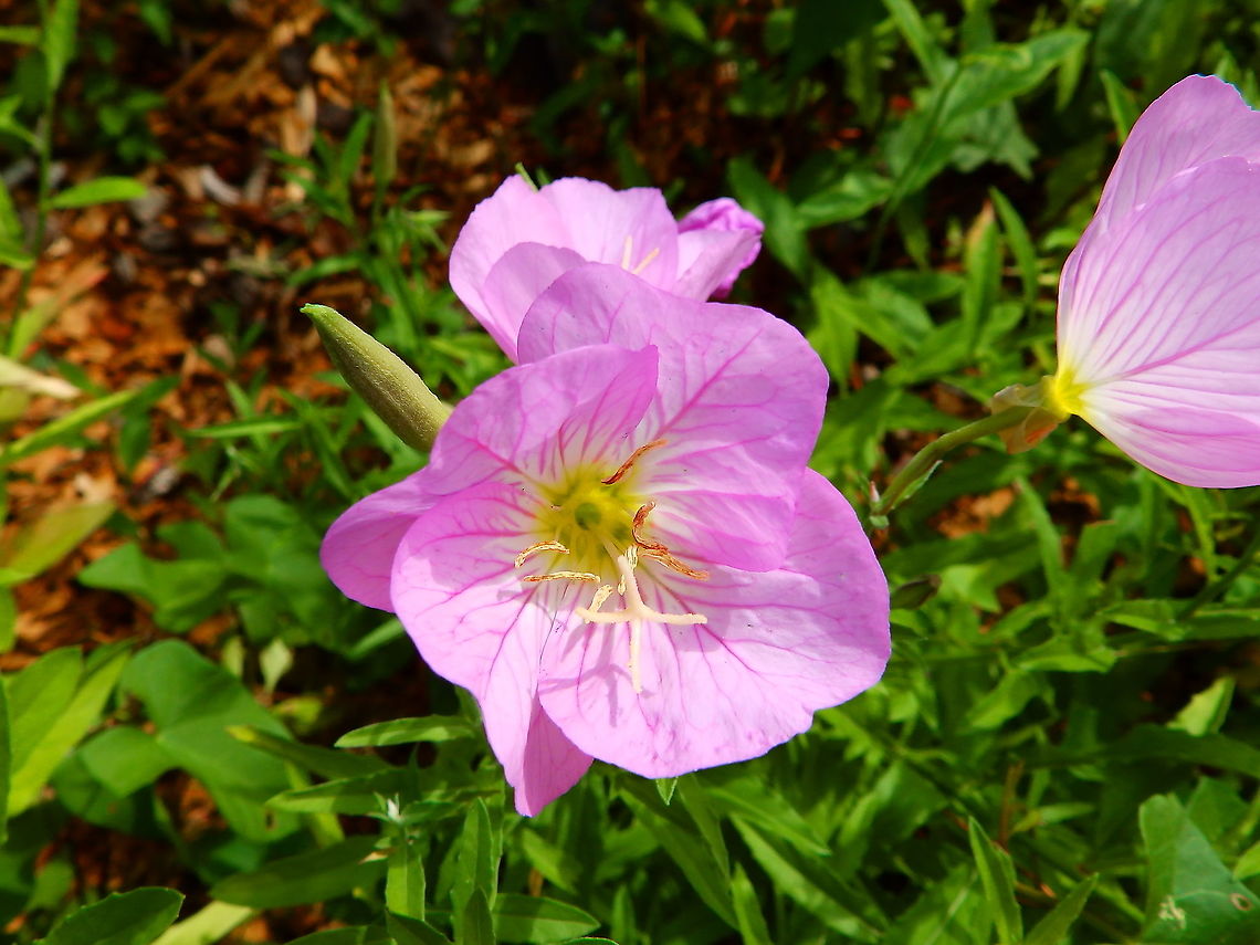 Pink evening primrose - Oenothera speciosa Gardens former gothic abbey Villers La Ville, Aug 2020. <br />
Ornamental, can also be eaten in salad. Belgium,Geotagged,Oenothera speciosa,Pink evening primrose,Summer