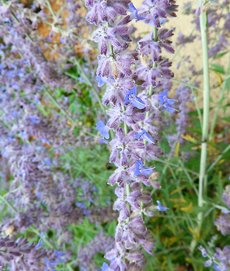 Russian Sage - Perovskia atriplicifolia Gardens former gothic abbey Villers La Ville, Aug 2020. <br />
The plant is used as a cooling medicine in the treatment of fevers Belgium,Geotagged,Perovskia atriplicifolia,Russian Sage,Summer