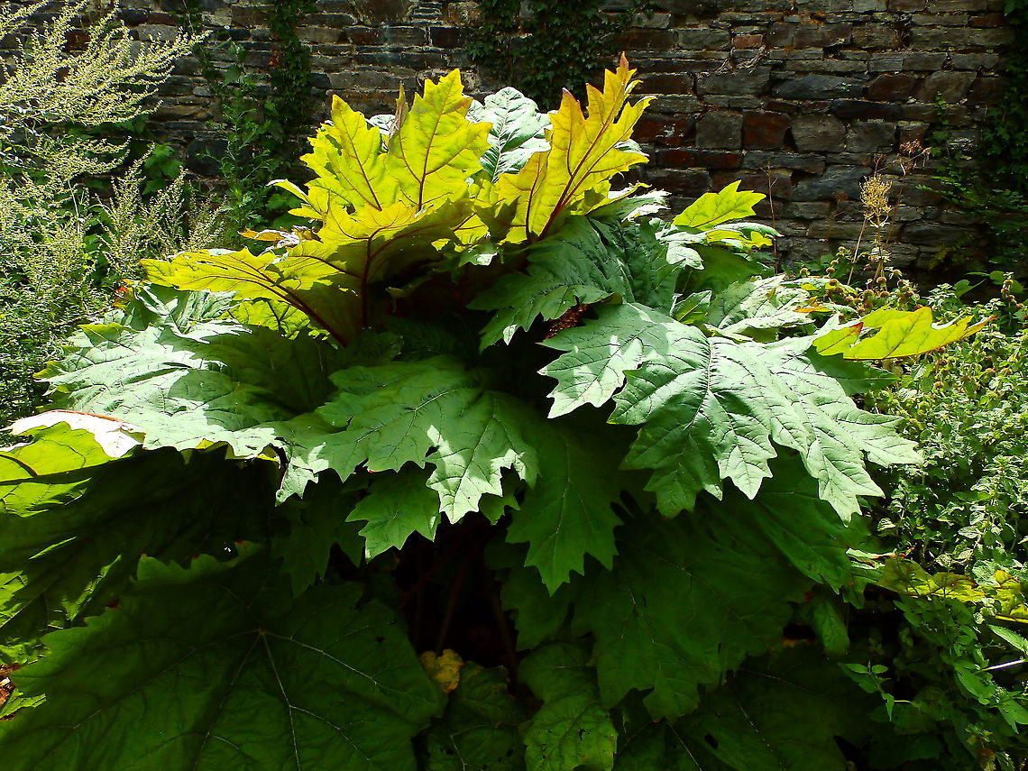 Chinese rhubarb - Rheum officinale Gardens former gothic abbey Villers La Ville, Aug 2020. <br />
Rheum officinale Baill (Chinese rhubarb) is one of the most popular traditional herbal medicines that has pharmacological activities such as cathartic, anti-inflammatory, and antioxidative, and it is well known to promote excretion and decrease reabsorption of bilirubin, so it has been widely used alone or in combination with other crude drugs for the treatment of cholestatic hepatitis from ancient times in China .  Belgium,Geotagged,Rheum officinale,Summer