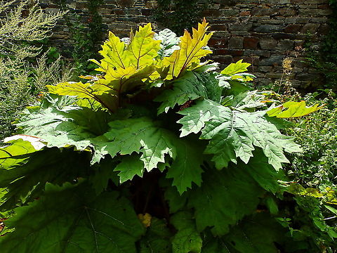 Chinese rhubarb - Rheum officinale Gardens former gothic abbey Villers La Ville, Aug 2020. 
Rheum officinale Baill (Chinese rhubarb) is one of the most popular traditional herbal medicines that has pharmacological activities such as cathartic, anti-inflammatory, and antioxidative, and it is well known to promote excretion and decrease reabsorption of bilirubin, so it has been widely used alone or in combination with other crude drugs for the treatment of cholestatic hepatitis from ancient times in China .  Belgium,Geotagged,Rheum officinale,Summer