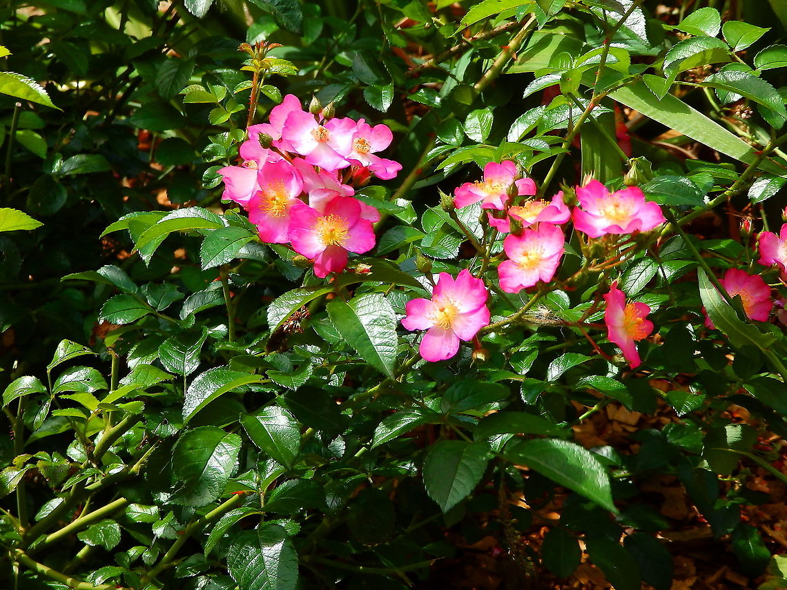 Rosa rubiginosa Gardens former gothic abbey Villers La Ville, Aug 2020. <br />
Used as food supplement, rich in vitamin C and E. Belgium,Geotagged,Rosa rubiginosa,Summer