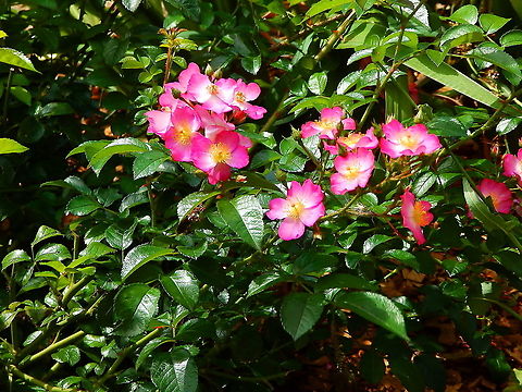 Rosa rubiginosa Gardens former gothic abbey Villers La Ville, Aug 2020. 
Used as food supplement, rich in vitamin C and E. Belgium,Geotagged,Rosa rubiginosa,Summer